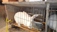 獭兔种兔养殖场哪里有养獭兔的