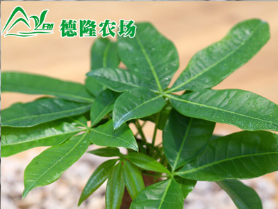 三杆发财树