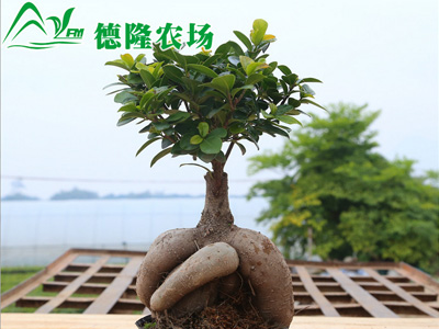人参榕