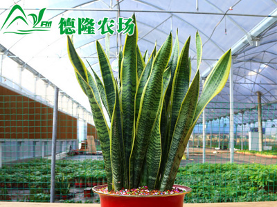 金边虎尾兰