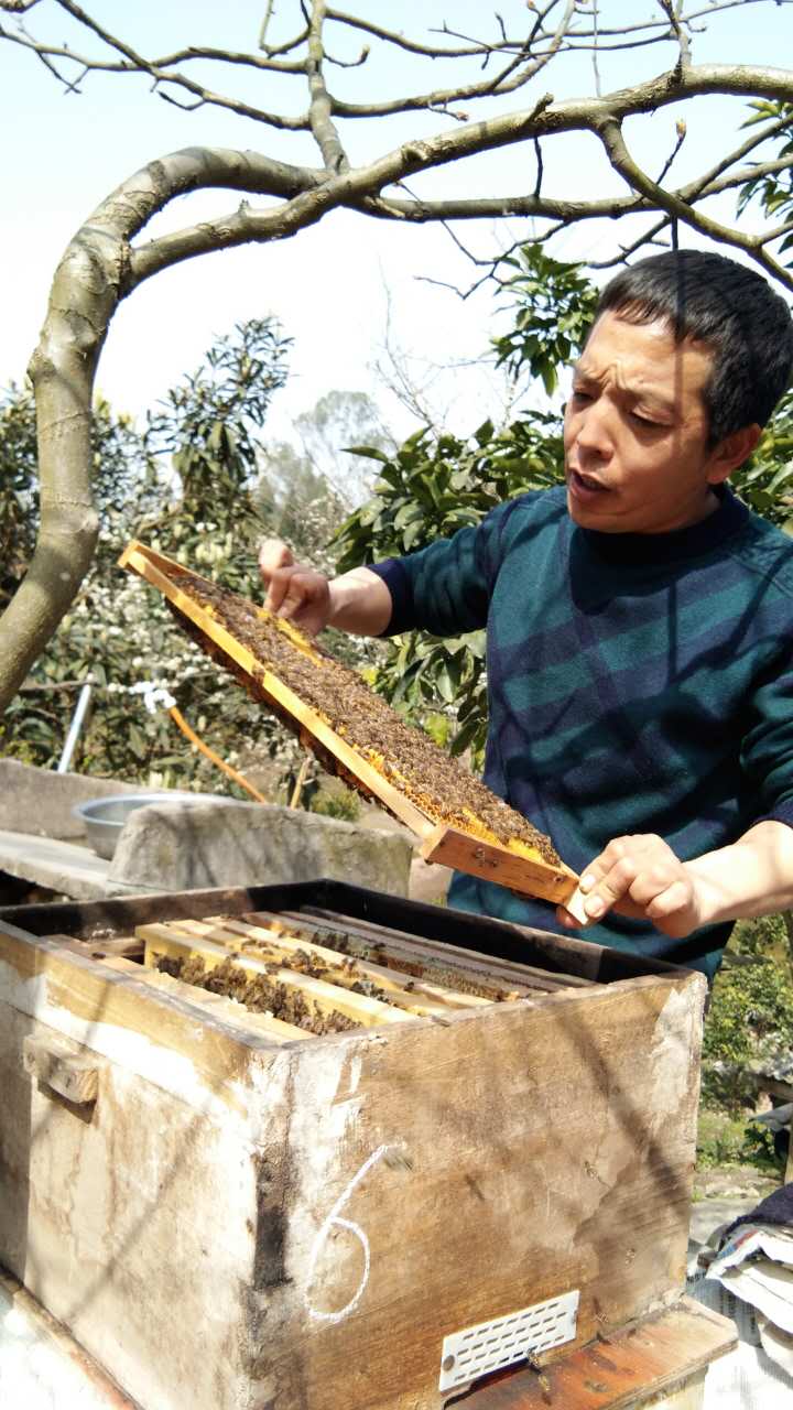 养蜂7