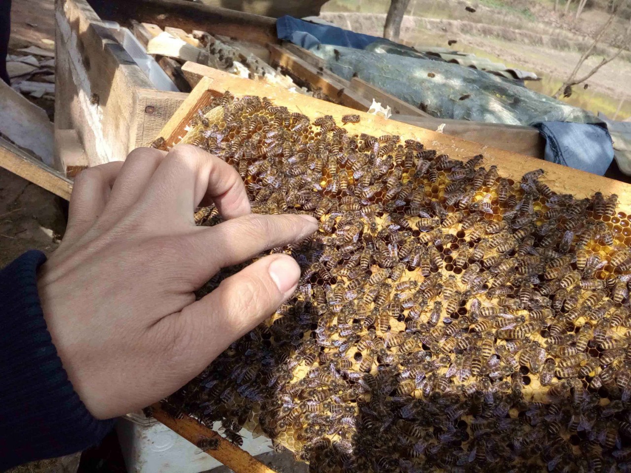 古賨中蜂蜂群