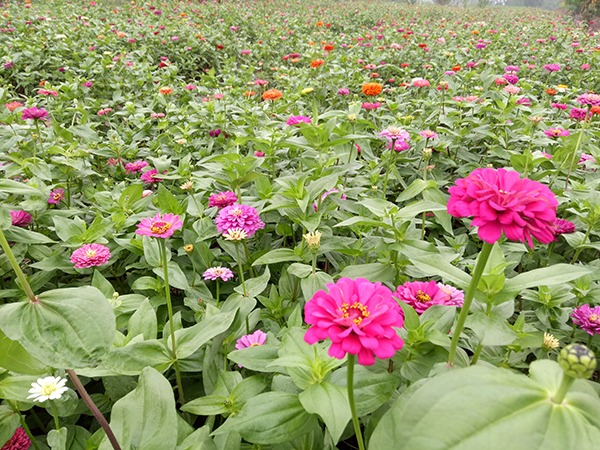 金盏菊