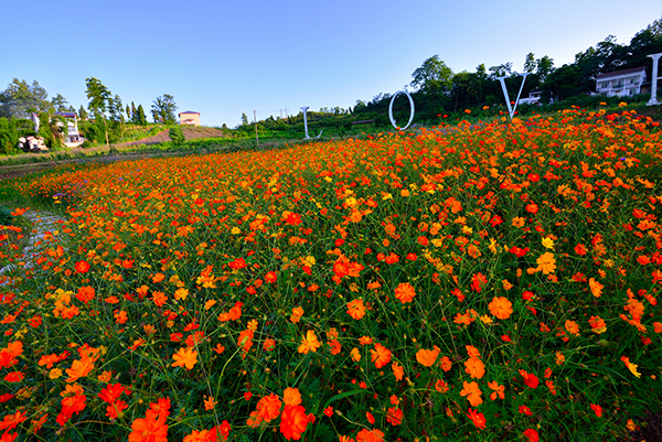 硫华菊