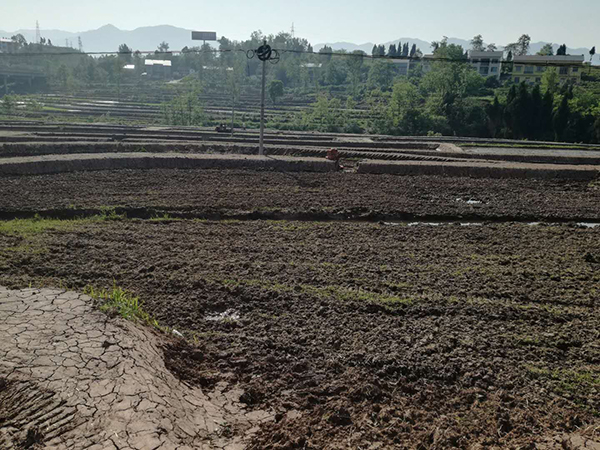 稻花鱼1