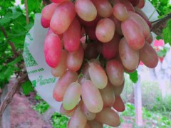 果蔬采摘 (4)