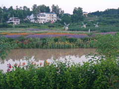 2019年6月花海 (9)