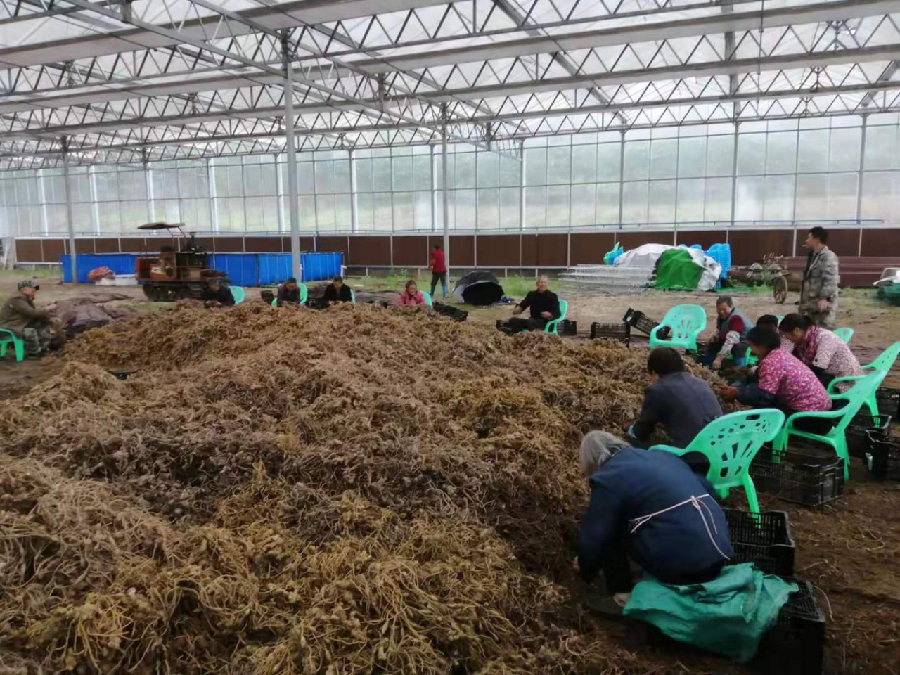 阳荷种根